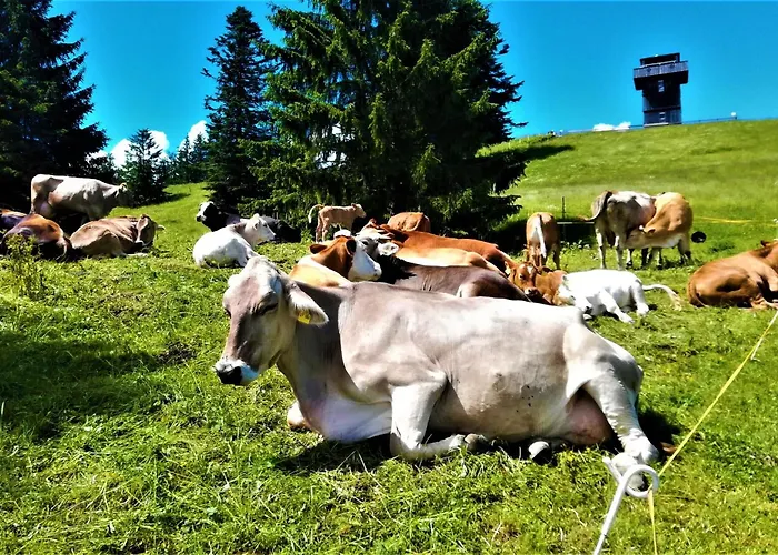 Oberallgaeu Mit Schwimmbad Appartamento *